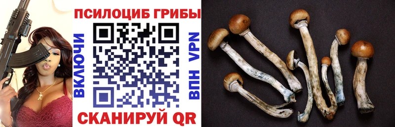 Купить  Знаменск  Галлюциногенные грибы MAGIC MUSHROOMS 